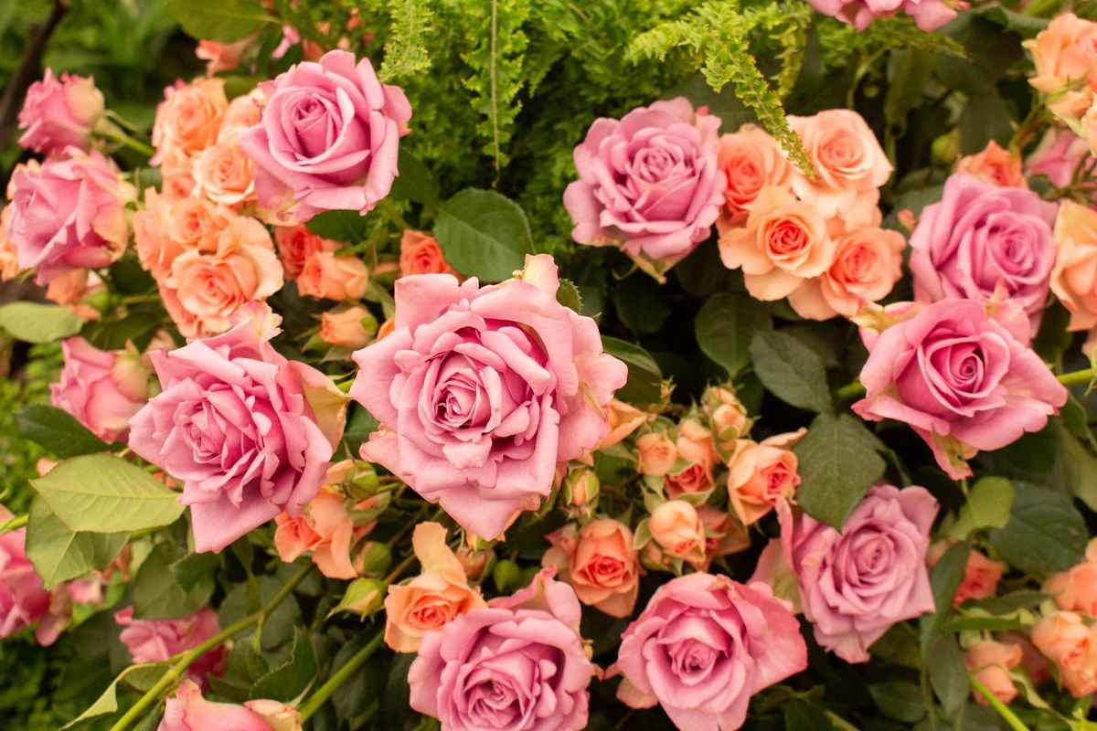 Festa de Flores e Morangos inicia nesta sexta