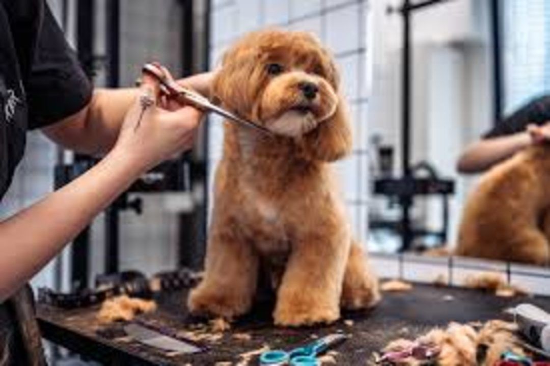 Profissão grooming está muito além de banho e tosa de pet