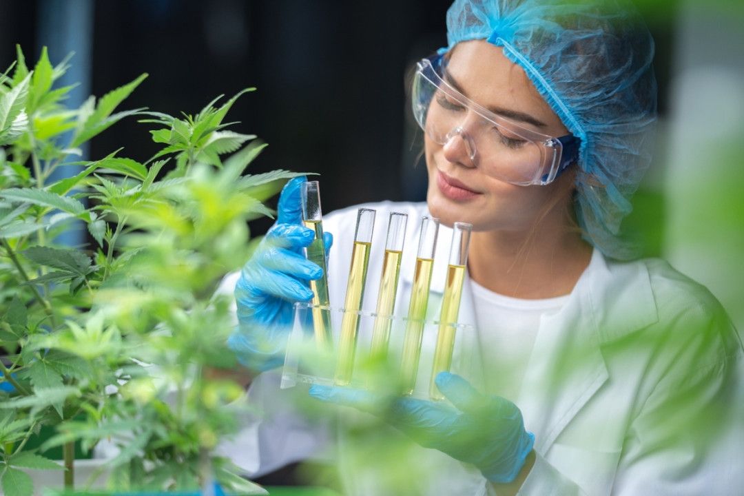 Mercado de Cannabis medicinal deve atingir R$ 1 bi em 2025
