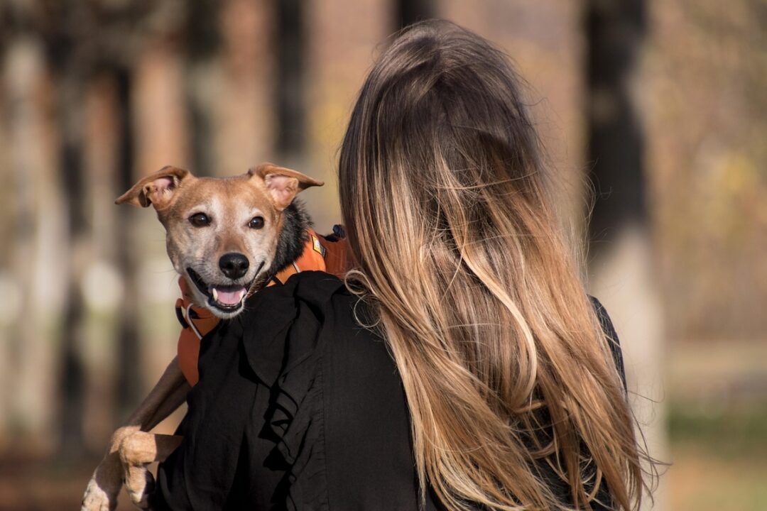 Grupo Colina dos Ipês lança plano funerário para animais de estimação